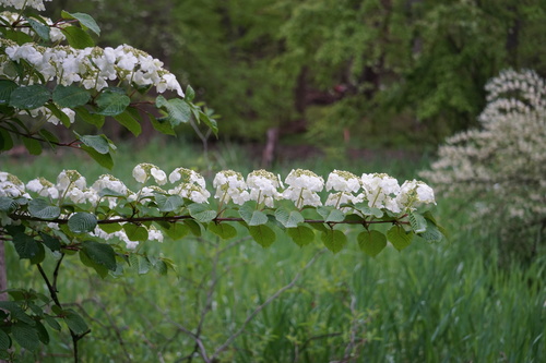 Viburnum plicatum (Japanese Snowball Bush)