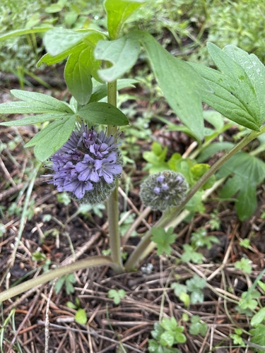 Hydrophyllum capitatum (ballhead waterleaf) (alternate view 10)