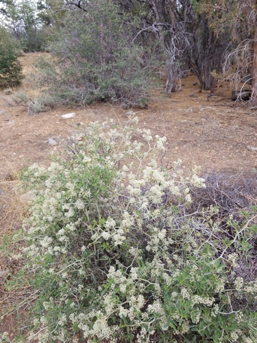 Ceanothus cordulatus (mountain whitethorn)