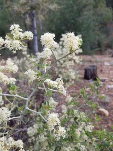 Ceanothus cordulatus (mountain whitethorn) (alternate view 2)