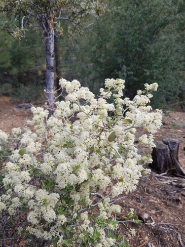 Ceanothus cordulatus (mountain whitethorn) (alternate view 3)