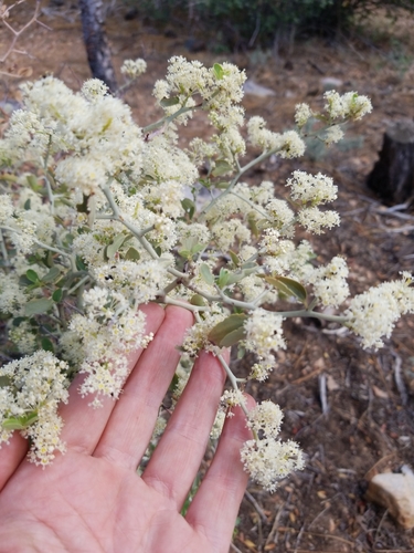 Ceanothus cordulatus (mountain whitethorn) (alternate view 4)