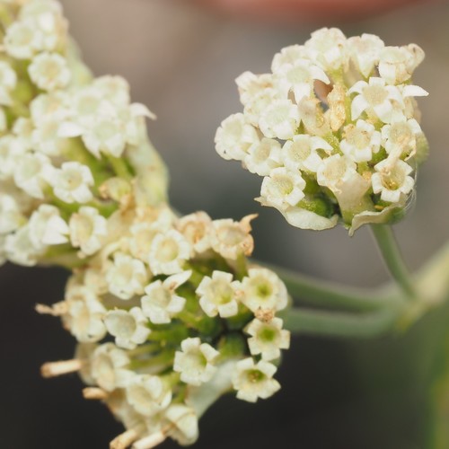 Hymenopappus scabiosaeus (Carolina Woollywhite) (alternate view 2)