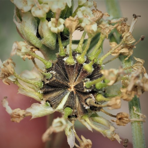 Hymenopappus scabiosaeus (Carolina Woollywhite) (alternate view 3)