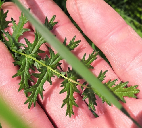 Filipendula vulgaris (Dropwort)