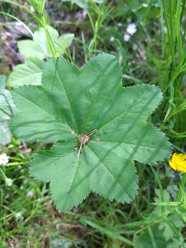 Alchemilla vulgaris (Lady's-mantle)