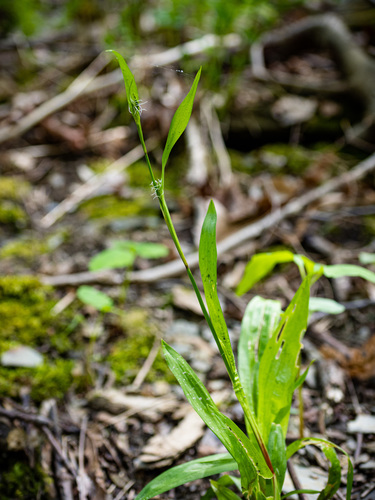 Carex plantaginea (Plantain-Leaved Sedge)