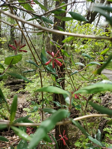 Lonicera sempervirens (Coral Honeysuckle)