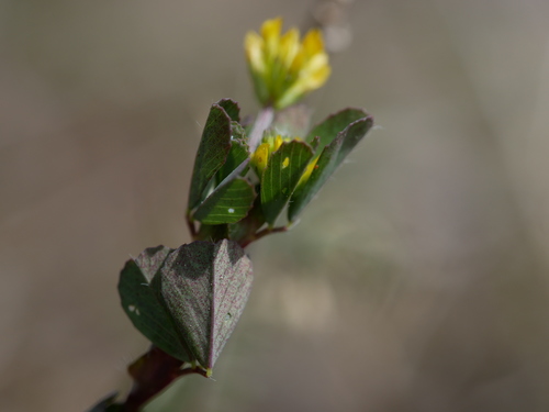 Trifolium dubium (Lesser hop trefoil)