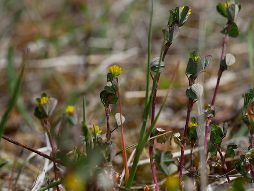 Trifolium dubium (Lesser hop trefoil)