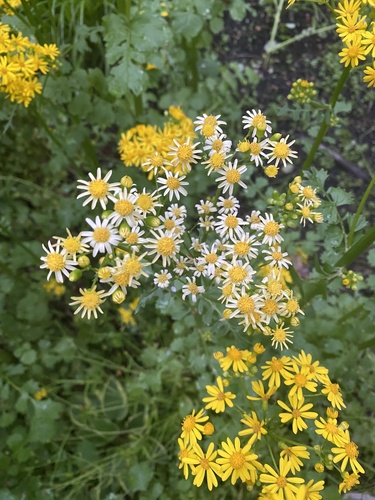Packera glabella (Butterweed)