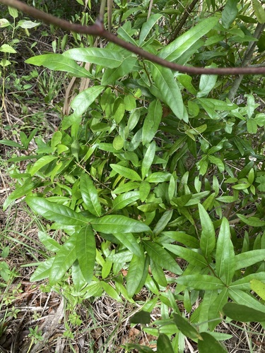 Quercus hemisphaerica (Darlington Oak)