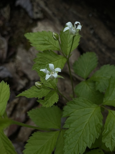 Rubus pubescens (dwarf raspberry) (alternate view 3)