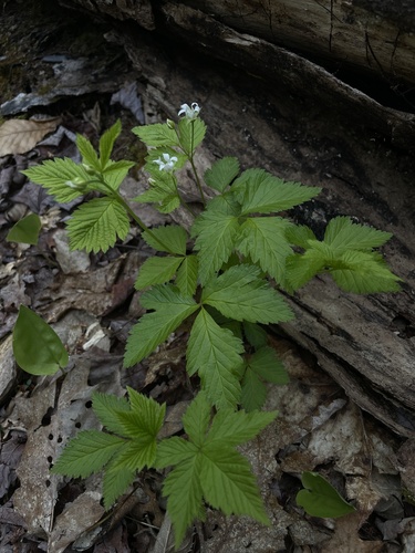 Rubus pubescens (dwarf raspberry) (alternate view 4)