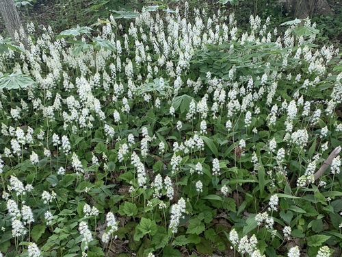 Tiarella stolonifera (Creeping Foamflower) (alternate view 6)