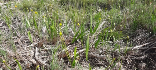 Allium moly (Golden Garlic) (alternate view 2)