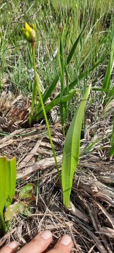 Allium moly (Golden Garlic) (alternate view 3)