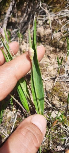 Allium moly (Golden Garlic) (alternate view 4)