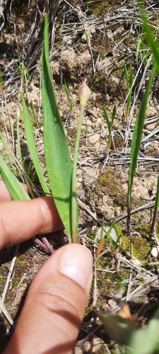 Allium moly (Golden Garlic) (alternate view 5)