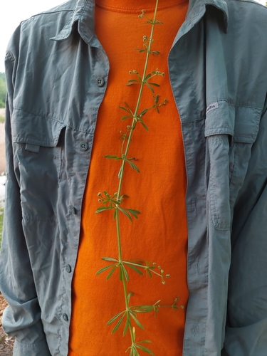 Galium aparine (cleavers (native))