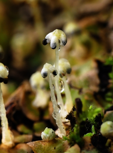 Lunularia cruciata (Crescent-cup liverwort)