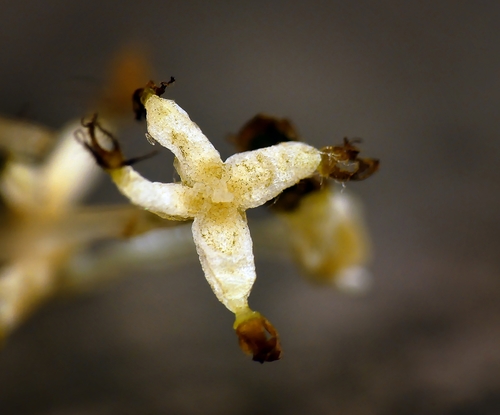 Lunularia cruciata (Crescent-cup liverwort)