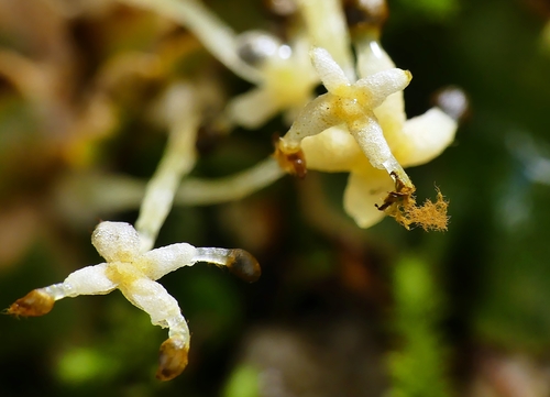 Lunularia cruciata (Crescent-cup liverwort)