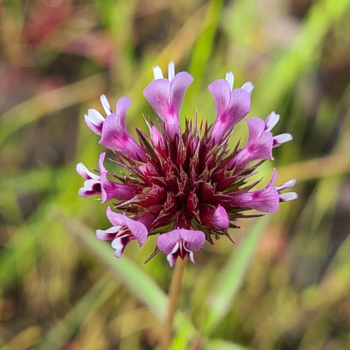 Trifolium willdenovii (tomcat clover)