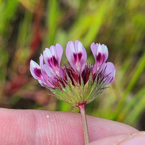 Trifolium willdenovii (tomcat clover) (alternate view 2)