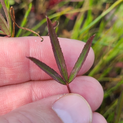 Trifolium willdenovii (tomcat clover) (alternate view 3)