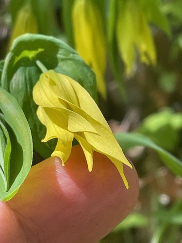Uvularia grandiflora (largeflower bellwort)