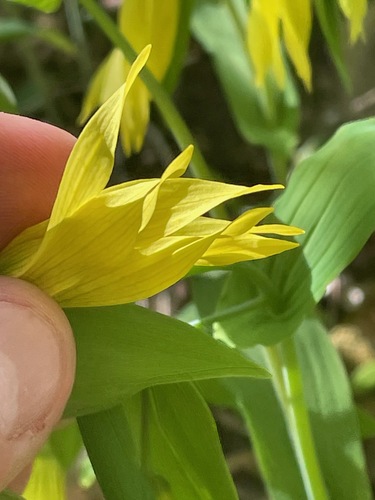 Uvularia grandiflora (largeflower bellwort)