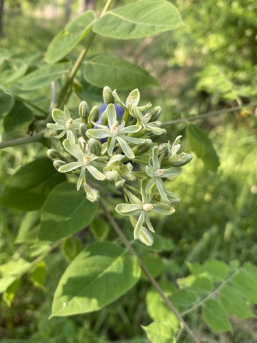 Gymnocladus dioicus (Kentucky coffee tree) (alternate view 2)