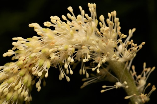 Saururus cernuus (Lizard's Tail)