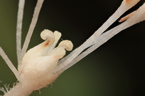 Saururus cernuus (Lizard's Tail)