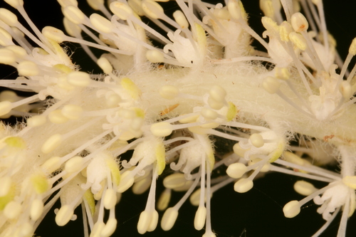 Saururus cernuus (Lizard's Tail)