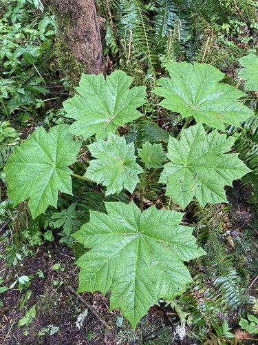 Oplopanax horridus (devil's club) (alternate view 4)