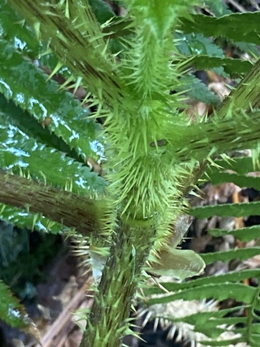 Oplopanax horridus (devil's club) (alternate view 5)