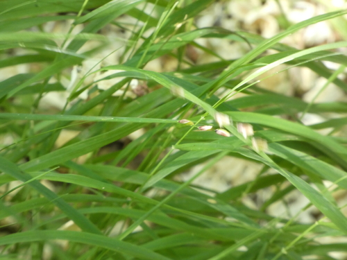 Melica uniflora (Wood Melick)