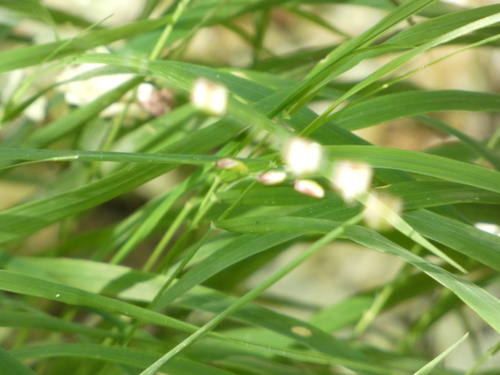 Melica uniflora (Wood Melick)