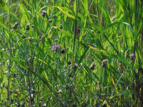 Cirsium texanum (Texas Thistle) (alternate view 3)