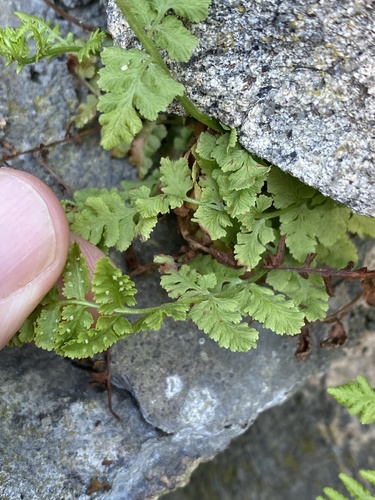 Woodsia obtusa (blunt woodsia) (alternate view 5)