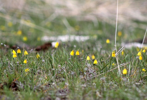 Fritillaria pudica (yellow fritillary)