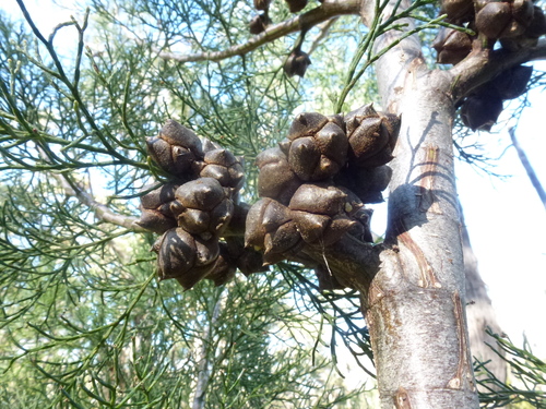Callitris rhomboidea (Oyster Bay cypress-pine) (alternate view 6)