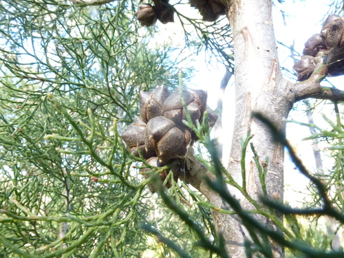 Callitris rhomboidea (Oyster Bay cypress-pine) (alternate view 7)