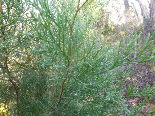 Callitris rhomboidea (Oyster Bay cypress-pine) (alternate view 8)