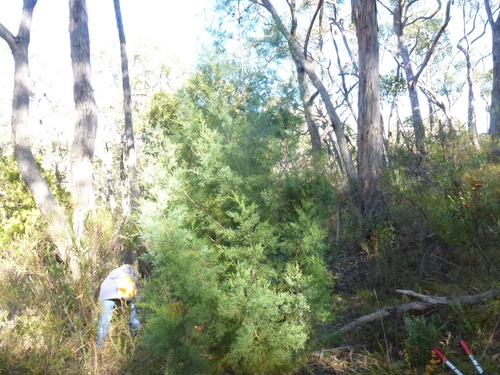 Callitris rhomboidea (Oyster Bay cypress-pine) (alternate view 9)