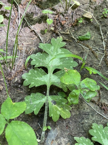 Hydrophyllum macrophyllum (Large-leaf water leaf) (alternate view 10)