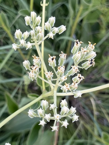 Arnoglossum plantagineum (prairie Indian plantain) (alternate view 3)