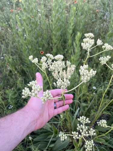 Arnoglossum plantagineum (prairie Indian plantain) (alternate view 4)